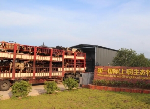 明一國際高山生態牧場“迎接”新一批澳洲奶牛入住