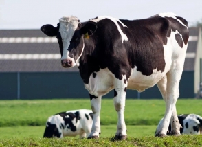 新西蘭奶牛在明一 明一國際天籟高山生態牧場再添新活力